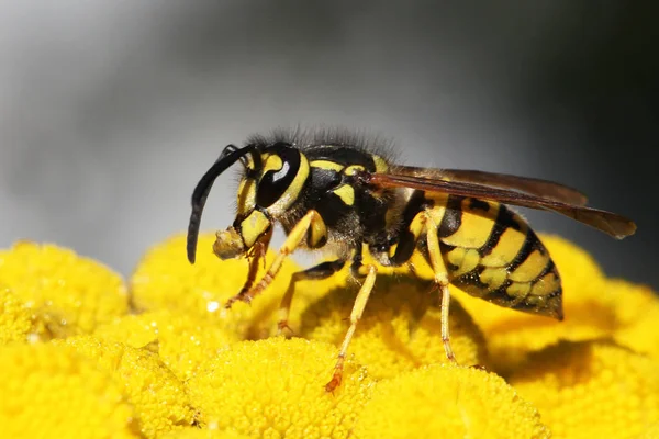 Vue Rapprochée Une Guêpe — Photo