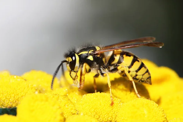 Nahaufnahme Einer Wespe — Stockfoto