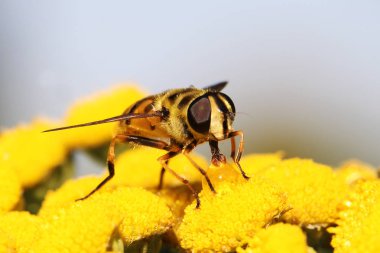 Görünüm hoverfly bir çiçek üzerinde kapatın