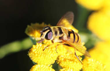 Görünüm hoverfly bir çiçek üzerinde kapatın