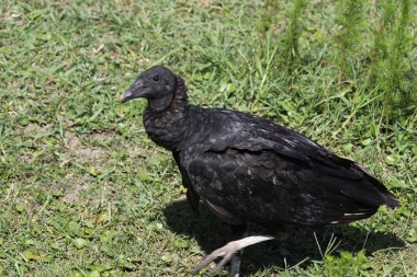 american black vulture in Florida national park clipart