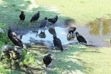 Amerikan kara akbaba Florida Milli Parkı içinde