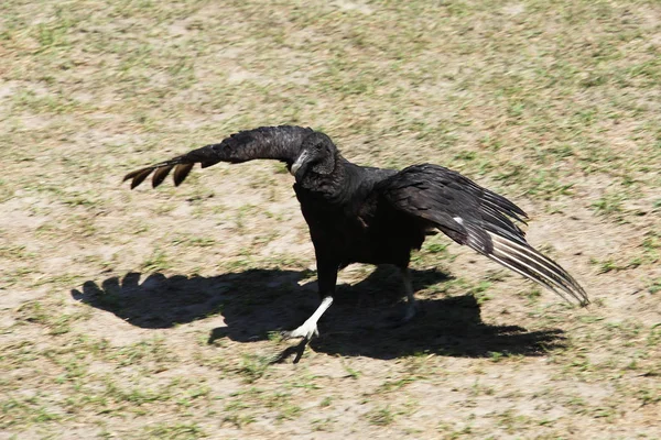 American Black Vulture Florida National Park — Stock Photo, Image