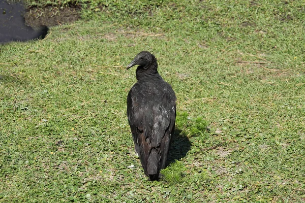 American Black Vulture Florida National Park — Stock Photo, Image