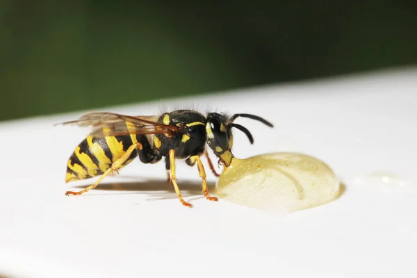 Beyaz bir arka plan üzerinde yaban arısı görünümü Kapat