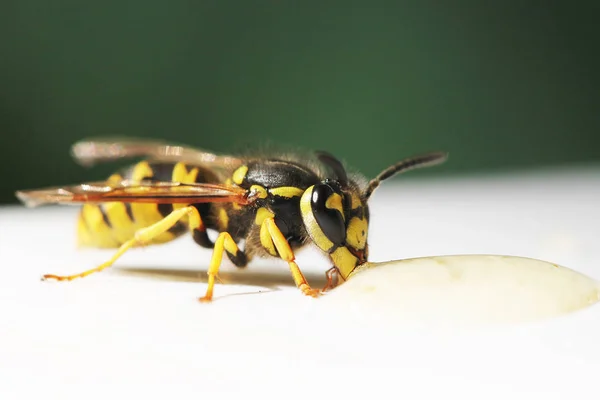 Close View Wasp White Background — Stock Photo, Image