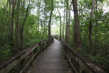 Florida'da bataklık ile ahşap yolu