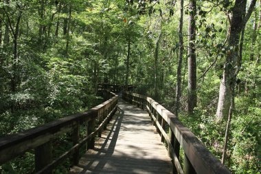 Florida'da bataklık ile ahşap yolu