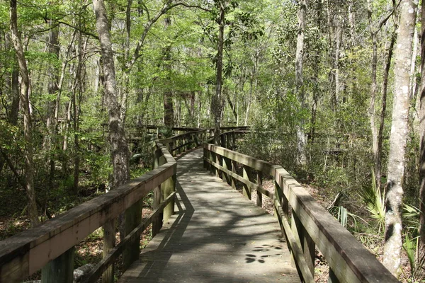 穿过佛罗里达沼泽的木路 — 图库照片