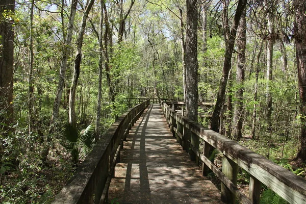 穿过佛罗里达沼泽的木路 — 图库照片