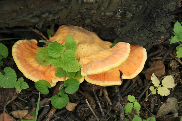 Champignon Dans Une Forêt — Photo