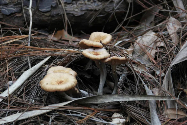 Champiñones Bosque — Foto de Stock