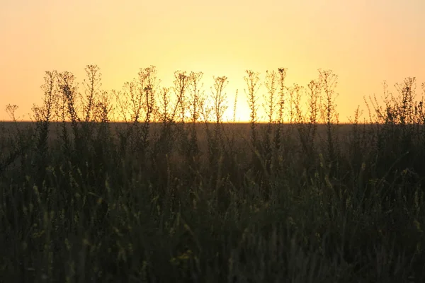 Sunset Summer — Stock Photo, Image