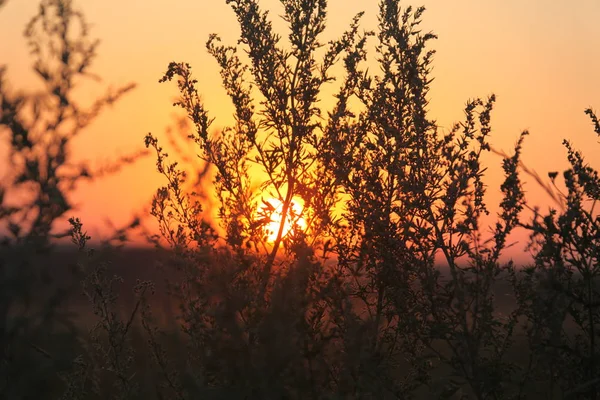 Sunset Summer — Stock Photo, Image