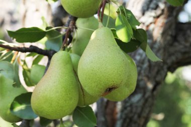 Sulu armut yaz bahçesinde görünümünü kapat