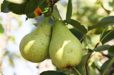 Sulu armut yaz bahçesinde görünümünü kapat