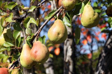 Sulu armut yaz bahçesinde görünümünü kapat