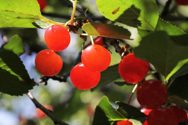 bir ağaç üzerinde kırmızı kiraz Görünümü Kapat