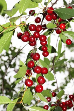 bir ağaç üzerinde kırmızı kiraz Görünümü Kapat