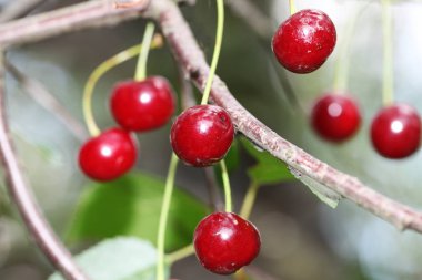 bir ağaç üzerinde kırmızı kiraz Görünümü Kapat
