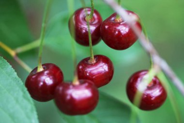 bir ağaç üzerinde kırmızı kiraz Görünümü Kapat