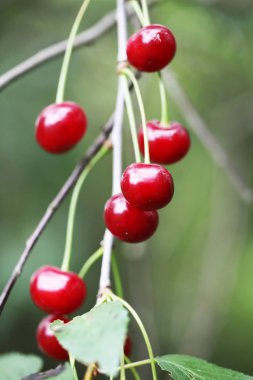 bir ağaç üzerinde kırmızı kiraz Görünümü Kapat