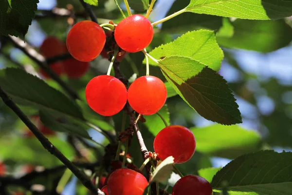 Close View Red Cherries Tree — Stock Photo, Image