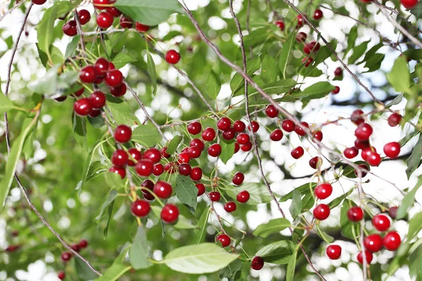 Close View Red Cherries Tree — Stock Photo, Image