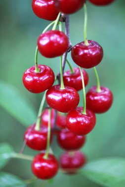 bir ağaç üzerinde kırmızı kiraz Görünümü Kapat