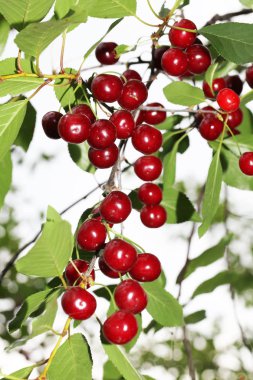 bir ağaç üzerinde kırmızı kiraz Görünümü Kapat