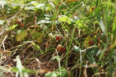 yeşil yaprak arasında kırmızı olgun Yaban çilekleri