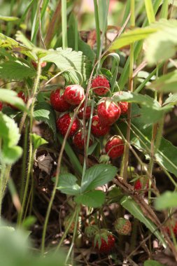 yeşil yaprak arasında kırmızı olgun Yaban çilekleri
