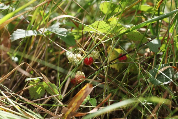 yeşil yaprak arasında kırmızı olgun Yaban çilekleri