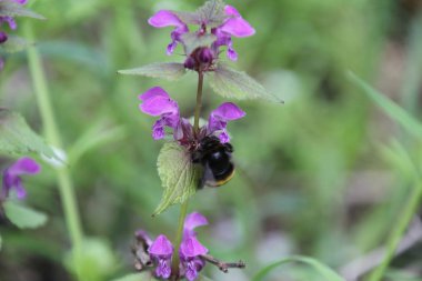 Kenevir ısırgan bir bahçede çiçek açan