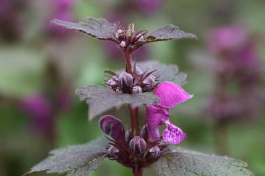 Kenevir ısırgan bir bahçede çiçek açan