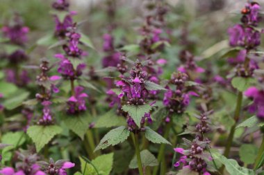 Kenevir ısırgan bir bahçede çiçek açan