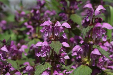 Kenevir ısırgan bir bahçede çiçek açan