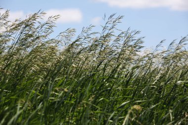 yaz alanda yeşil vahşi tahıl