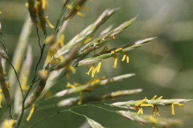 yaz alanda yeşil vahşi tahıl