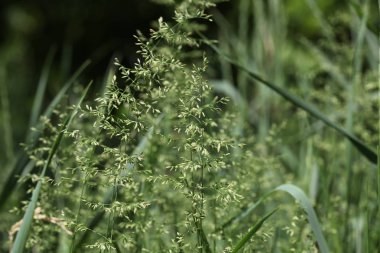 yaz alanda yeşil vahşi tahıl