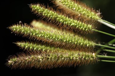 yaz alanda yeşil vahşi tahıl