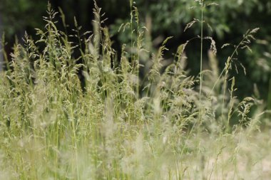 yaz alanda yeşil vahşi tahıl