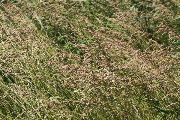 Zielony Dzikich Zbóż Lato Pole — Zdjęcie stockowe