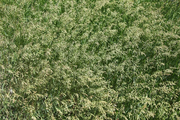 Zielony Dzikich Zbóż Lato Pole — Zdjęcie stockowe