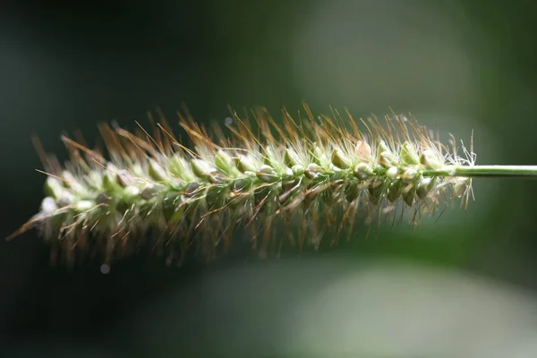 Zielony Dzikich Zbóż Lato Pole — Zdjęcie stockowe