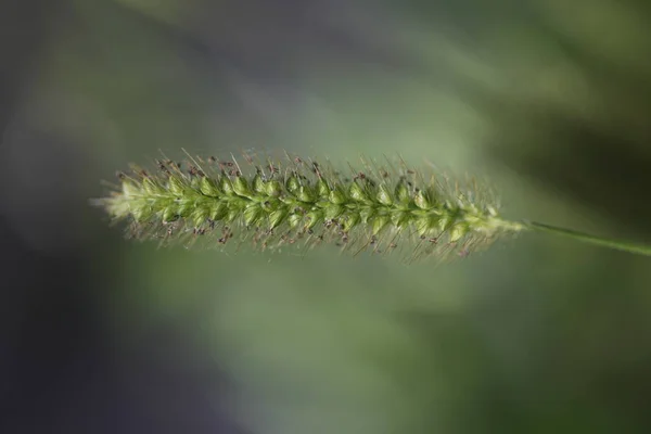 Cereais Selvagens Verdes Campo Verão — Fotografia de Stock