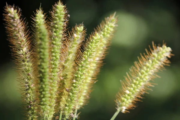 Green Wild Cereal Summer Field — Stock Photo, Image