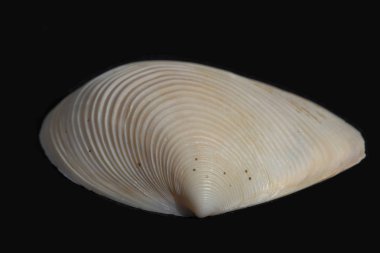 deniz kabuğu siyah ve beyaz arka plan üzerinde