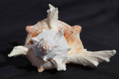 deniz kabuğu siyah ve beyaz arka plan üzerinde