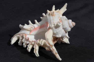 deniz kabuğu siyah ve beyaz arka plan üzerinde